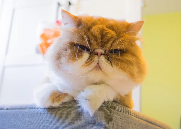 Ginger peinado gato persa, corte de pelo, gruñón gato —  Fotos de Stock