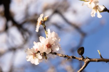 Mavi gökyüzüne karşı beyaz badem çiçeği, İspanya 'da sonbahar açan badem ağacı çiçekleri.