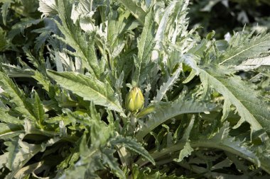 Olgunlaşan küre enginarına, yeşil çiçek sebzesine, enginar tarlasına yakın çekim.