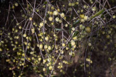 Ağaçta yetişen yeşil zeytinlerin ve zeytin dallarının yakın çekimi