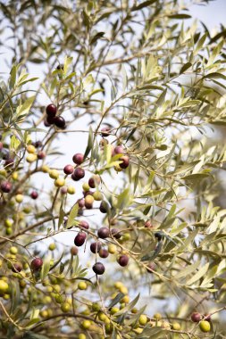 Ağaçta yetişen olgun zeytinlerin ve zeytin dallarının yakınlaşması