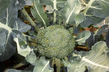 Organik toprak bahçesinde yetişen taze yeşil bir brokolinin başına yakın plan.