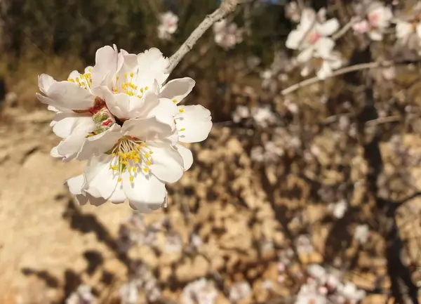 Біла Квітка Алмонда Квітка Мигдалю Іспанії — стокове фото