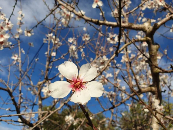 Білий Мигдалевий Квітка Тлі Блакитного Неба Квітка Мигдалю Іспанії — стокове фото