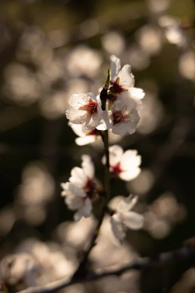 White Almond Blossom Flower Vernal Blooming Almond Tree Flowers Spain — Stock Photo, Image