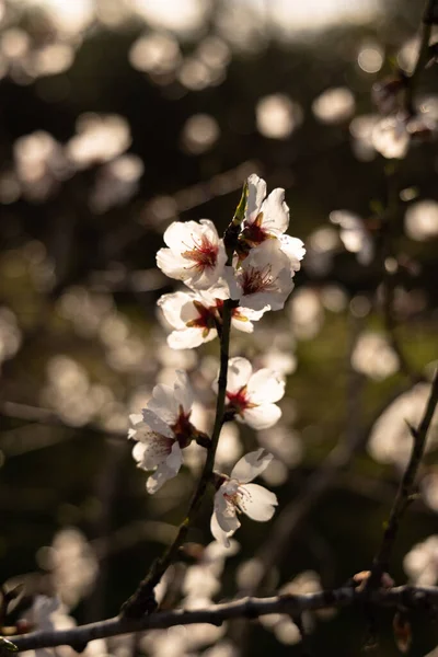 Witte Amandelbloesem Bloem Lentebloei Van Amandelboom Bloemen Spanje Wazige Achtergrond — Stockfoto