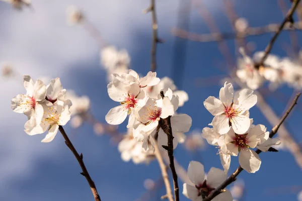 Білий Мигдалевий Квітка Тлі Блакитного Неба Квітка Мигдалю Іспанії — стокове фото