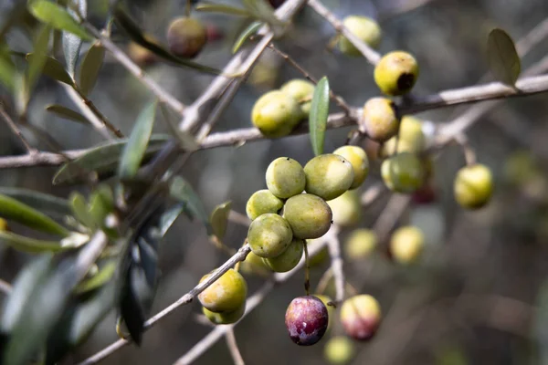 Primer Plano Aceitunas Verdes Rama Olivo Creciendo Árbol —  Fotos de Stock