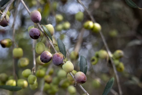Detailní Záběr Zrající Olivy Olivovou Ratolest Rostoucí Stromě — Stock fotografie