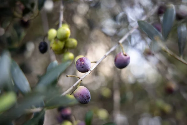 Primer Plano Maduración Las Aceitunas Rama Olivo Que Crece Árbol —  Fotos de Stock