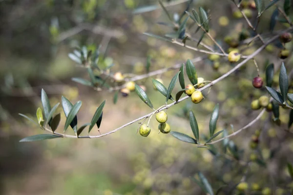 Detailní Záběr Zelené Olivy Olivovou Ratolest Rostoucí Stromě — Stock fotografie