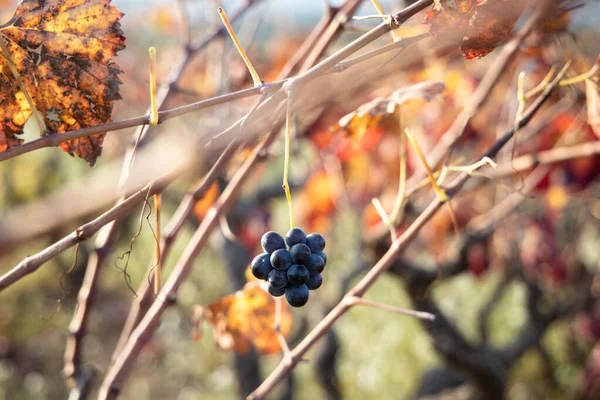 Cambada Uvas Roxas Penduradas Caldo Vinha Vinha Outono Plantação Espanha — Fotografia de Stock