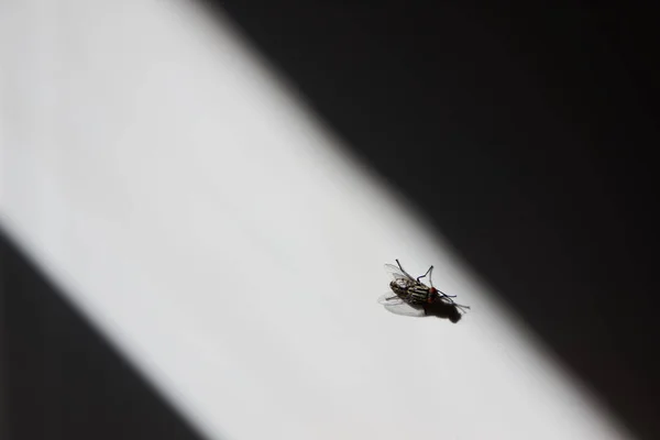 Fliege Auf Der Weißen Wand — Stockfoto