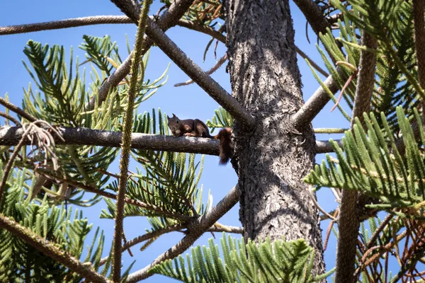 Eichhörnchen Frisst Nuss Auf Kiefer Spanien — Stockfoto