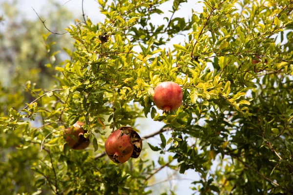 Rijp Gebarsten Rode Granaatappel Fruit Boom Bladeren — Stockfoto