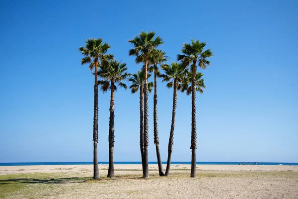 칼라파 해변에 야자나무들 보이는 스페인의 스톡 이미지