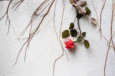Beyaz duvara tırmanan kırmızı bir gül, arka plan.