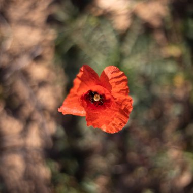 İspanya, Barselona 'da yeşil alanda yetişen kırmızı bir gelincik çiçeği.