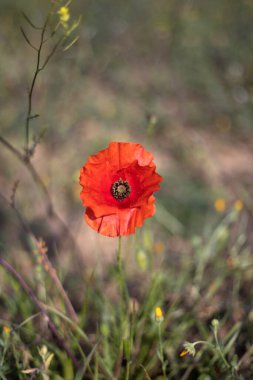 İspanya, Barselona 'da yeşil alanda yetişen kırmızı bir gelincik çiçeği.