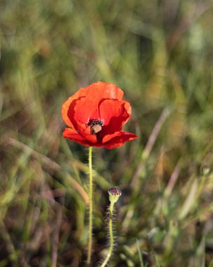 İspanya, Barselona 'da yeşil alanda yetişen kırmızı bir gelincik çiçeği.