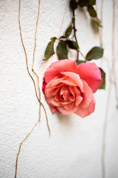 Eine Rote Rose Klettert Auf Die Weiße Wand Hintergrund — Stockfoto