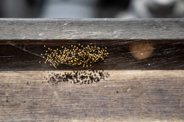 Gelbe Baby Spinnen Schlüpfen Kugelweber Baby Spinnen Cluster Von Kleinen — Stockfoto