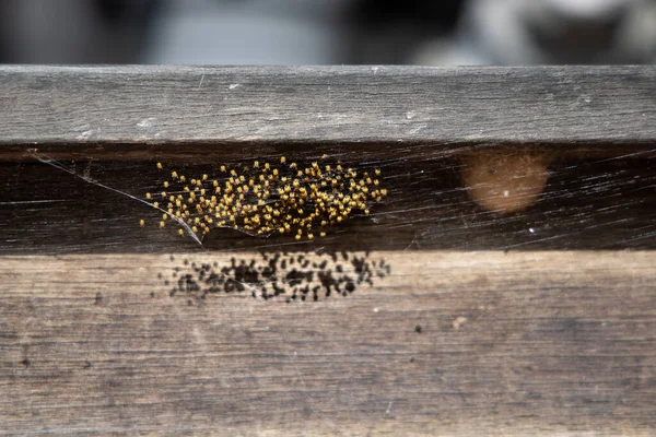 Araignées Jaunes Éclosent Araignées Bébé Tisserand Orbe Grappe Petites Araignées Images De Stock Libres De Droits