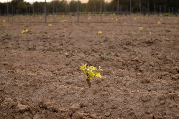 Jeune Plant Raisin Dans Sol Sarclage Vigne Dans Sol Image En Vente