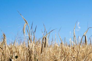 Arka planda mavi gökyüzü olan altın rengi yulaf tarlası