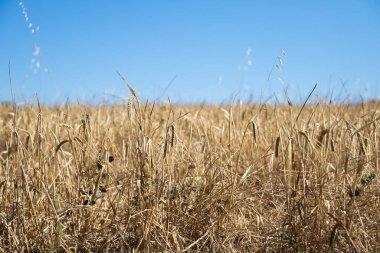 Arka planda mavi gökyüzü olan altın rengi yulaf tarlası