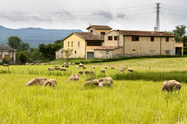Rebaño Ovejas Pastando Campos Verdes Con Casa Campo Fondo Cataluña — Foto de Stock