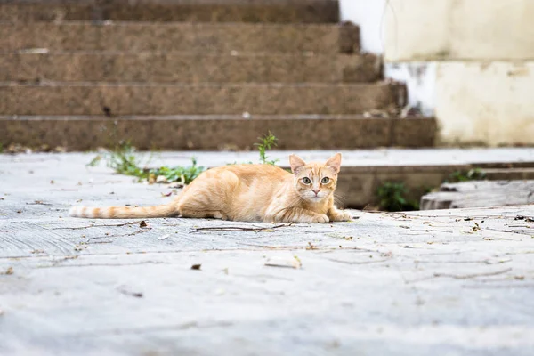 Chat Sans Abri Roux Couché Dans Rue Ibiza Espagne — Photo