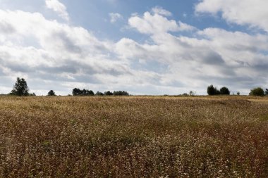 Ağustosta, bulutlu gökyüzünde çiçek açan karabuğday tarlası