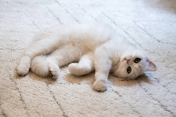 Beyaz Sevimli Tüylü Tüylü Kedi Halıya Uzanmış Oynak Tüylü Sevimli — Stok fotoğraf