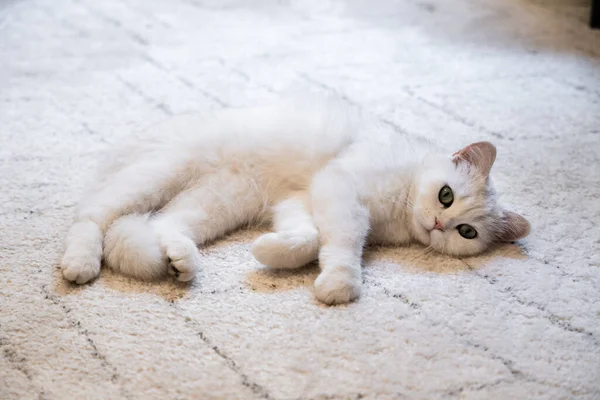 Blanco Lindo Peludo Peludo Gato Acostado Alfombra Juguetón Peludo Adorable —  Fotos de Stock