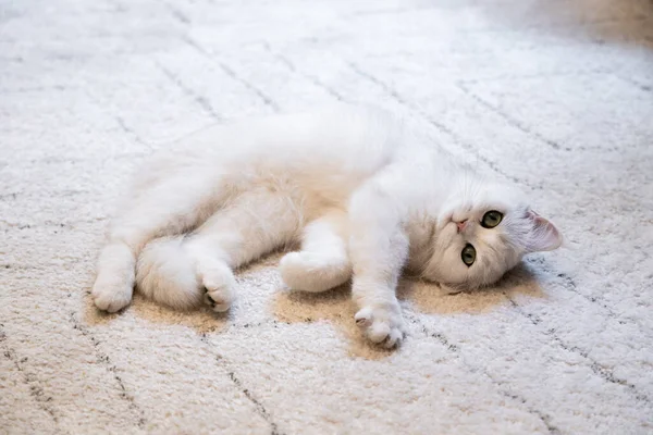 카펫에 털북숭이 고양이 장난기많고 귀여운 — 스톡 사진