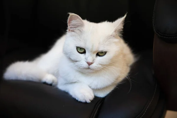 Patron Kedi Siyah Ofis Sandalyesinde Yatıyor Beyaz Tüylü Huysuz Kedi — Stok fotoğraf
