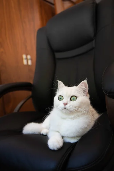 白いかわいい毛深いふわふわの猫が黒いオフィスの髪に横たわっています 遊び心のある毛皮のかわいいペット — ストック写真