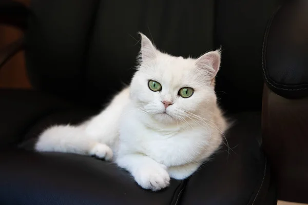 Головний Кіт Лежить Чорному Офісному Стільці Білий Пухнастий Стертий Кіт — стокове фото