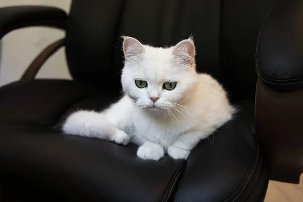 Patron Kedi Siyah Ofis Sandalyesinde Yatıyor Beyaz Tüylü Huysuz Kedi — Stok fotoğraf