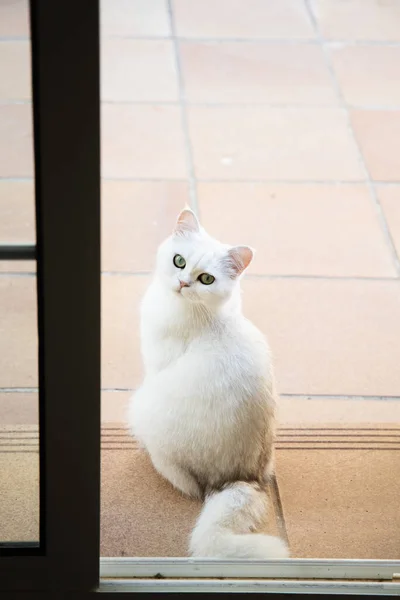 白色可爱的毛茸茸的毛绒绒猫坐在花园里 可爱的宠物 — 图库照片