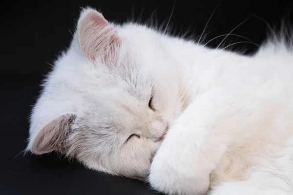 Blanc Mignon Poilu Chat Pelucheux Couché Sur Les Cheveux Bureau — Photo