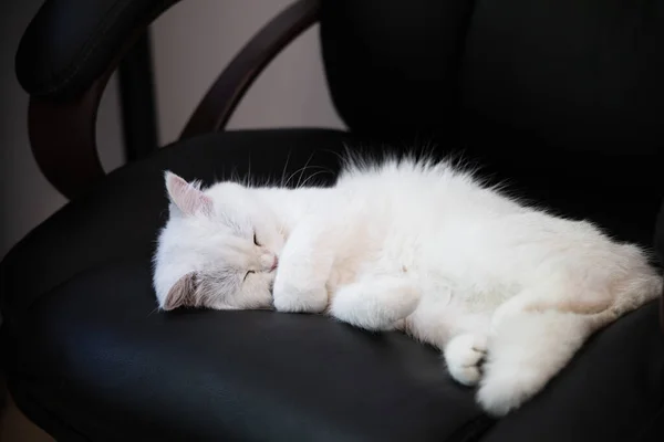 Білий Милий Волохатий Пухнастий Кіт Лежить Чорному Офісному Волоссі Грайливий — стокове фото