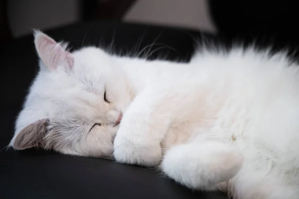 白色可爱的毛茸茸的毛绒绒猫躺在黑色的办公室头发上 顽皮的毛茸茸的可爱的宠物 — 图库照片