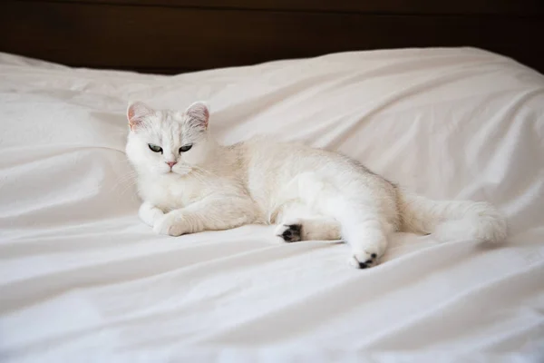 Biały Słodkie Owłosione Puszysty Kot Leżący Łóżko Senny Futro Uroczy — Zdjęcie stockowe