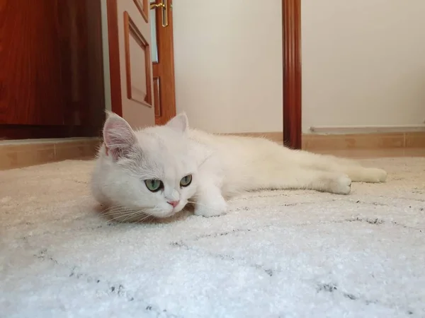 カーペットの上に横たわる白いかわいい毛深いふわふわの猫 遊び心のある毛皮の愛らしいペット — ストック写真