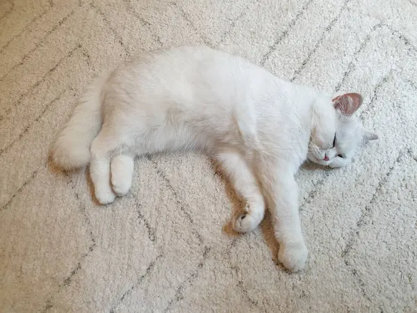 White Cute Hairy Fluffy Cat Lying Carpet Playful Furry Adorable — Stock Photo, Image