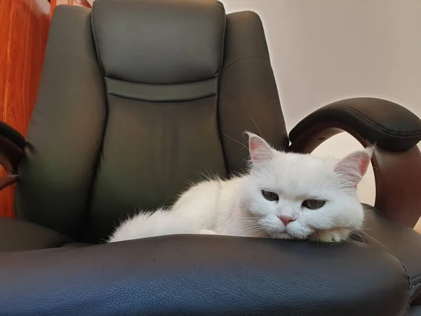 老板的猫躺在黑色的办公椅上 白色的毛茸茸的愤怒的猫 谁是老板 — 图库照片