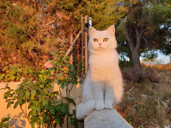 Chat Poilu Mignon Blanc Assis Dans Jardin Adorable Animal Compagnie — Photo