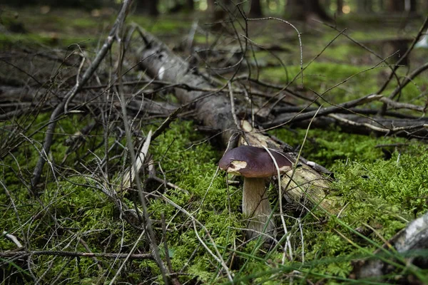 Penny Bollo Seta Crece Bosque Musgo Verde Boletus Edulis Cep —  Fotos de Stock